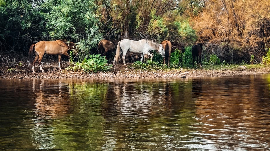 Sun's out, horses out! Thanks Jadyn Kuenzi for taking this phot along the Salt River, and sharing it with us all!
