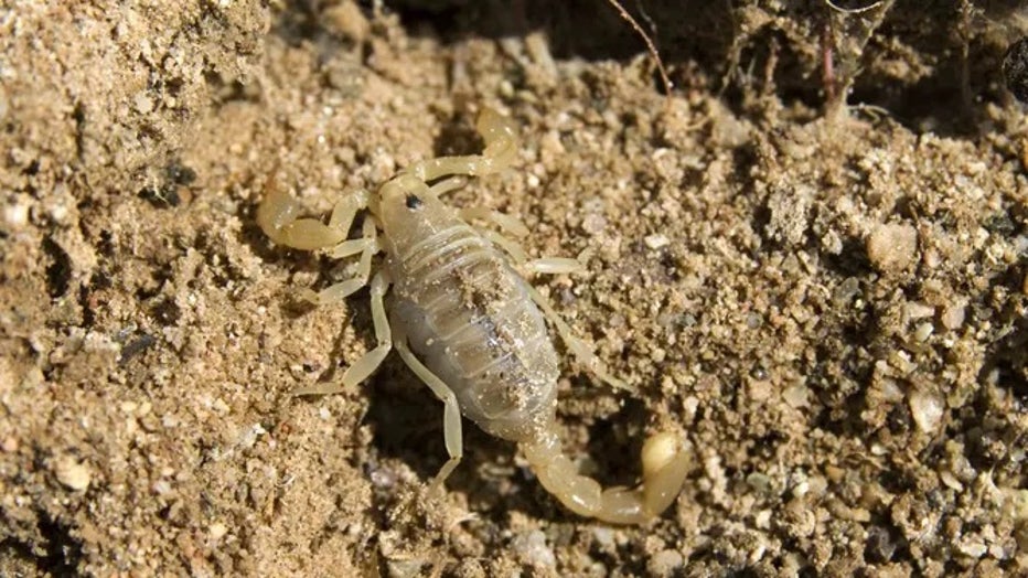 scorpion-1.jpg