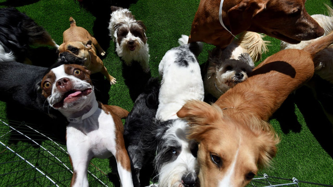 2 dogs, a horse, cow and goat are in the running for ‘America’s Favorite Pet’