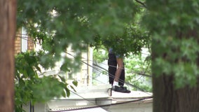 Man in custody after firing shots, exposing himself and climbing wires in northwest DC