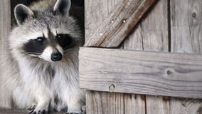 Woman who brought raccoon to North Dakota bar is charged