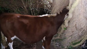 Firefighters free cow with head stuck in tree: ‘Udderly ridiculous’