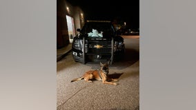 Cottonwood Police K-9 helps officers find 50K fentanyl pills during traffic stop