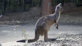 Australian man killed by kangaroo, first fatal attack in over 85 years