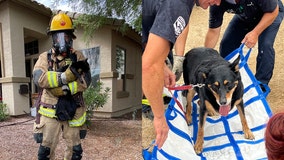 Phoenix, Scottsdale first responders rescue animals from house fire, hiking trail