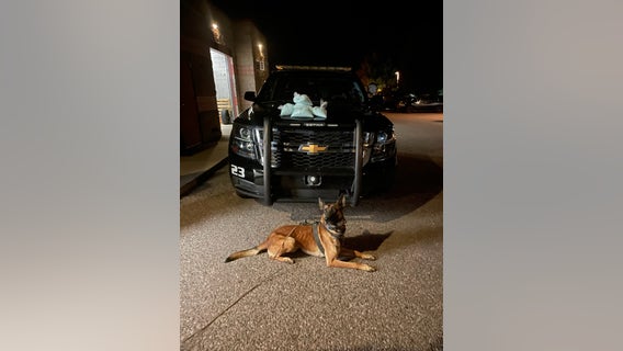 Cottonwood Police K-9 helps officers find 50K fentanyl pills during traffic stop