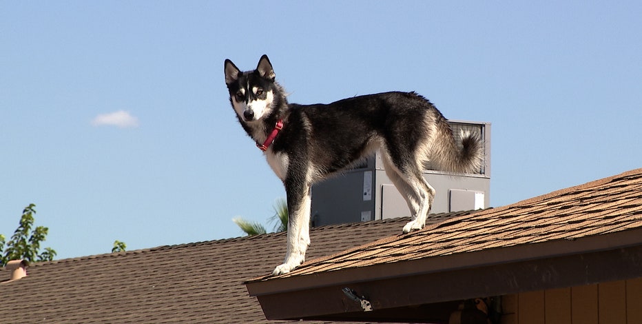 Husky climbing clearance fence