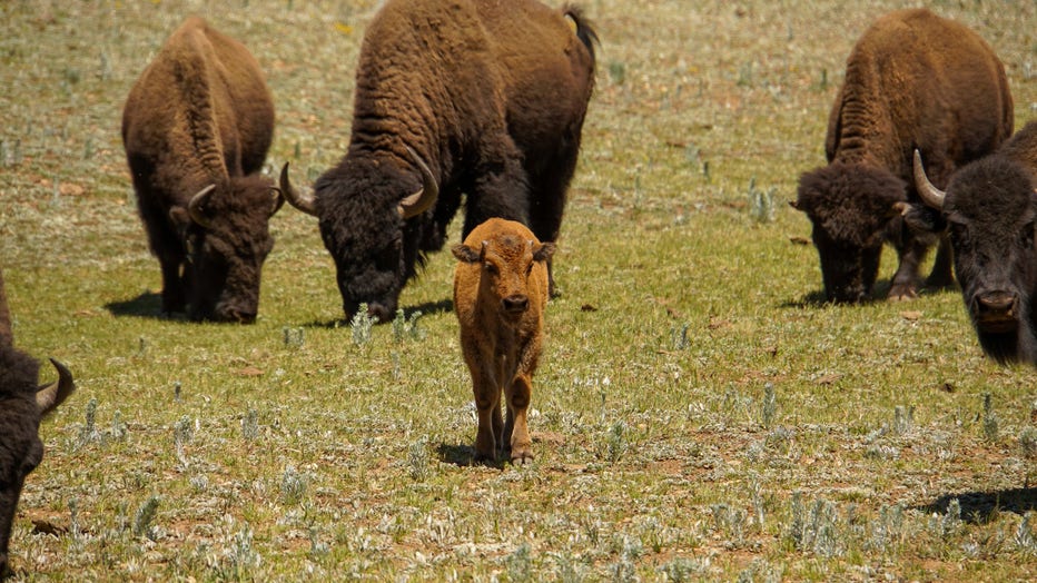 Grand Canyon bison