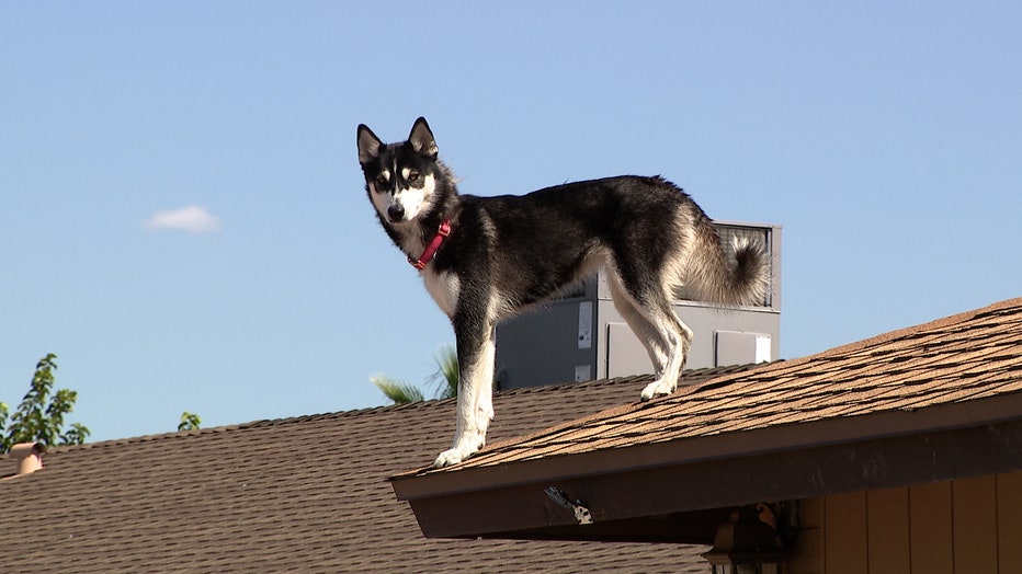 husky on roof pic