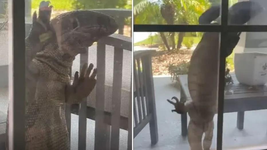 Photo: A giant lizard that appeared to be a Savannah monitor was recorded on video trying to climb the window of a home in Apopka, Florida.