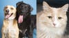 Want a pet? Arizona Humane Society waiving adoption fees through Oct. 30
