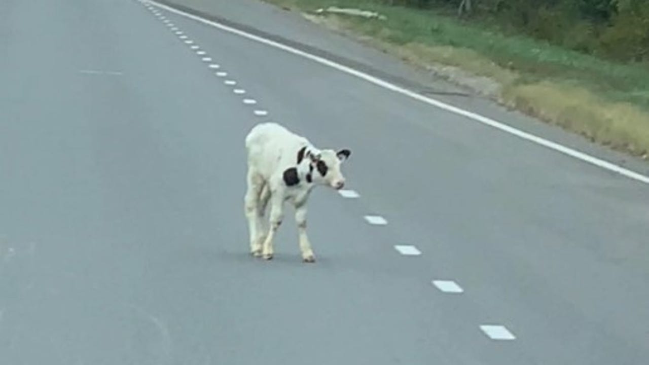 ‘That cow’s going to jump out’: Calf tumbles from trailer onto Massachusetts highway