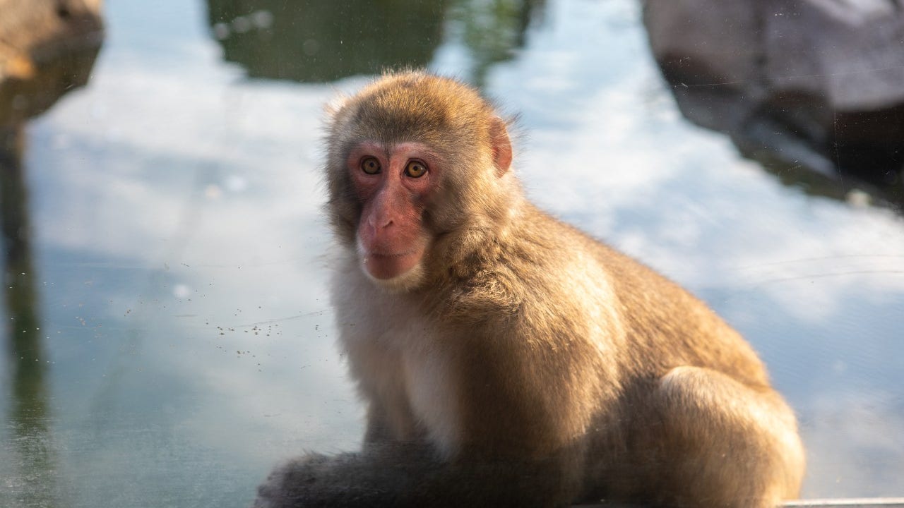 Monkey dies after surgery while giving birth at Tucson zoo