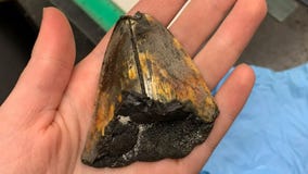 Deep-sea explorers unearth giant shark tooth likely millions of years old