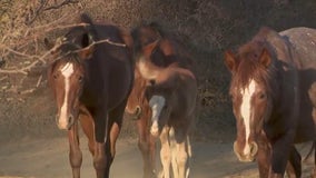 Wild horses found dead in Apache-Sitgreaves National Forest