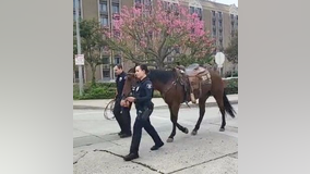 Horseback rider arrested for DUI in Whittier