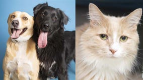 Want a pet? Arizona Humane Society waiving adoption fees through Oct. 30