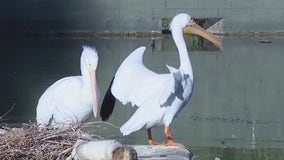 14 pelicans die at the Phoenix Zoo from the bird flu