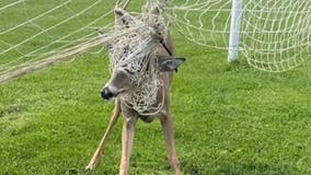 Ohio firefighters rescue deer trapped in soccer goal net