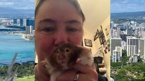 UK woman flies 7,000 miles to Hawaii to scatter pet hamster’s ashes
