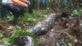 Missing Indonesian grandmother eaten alive by 22-foot python