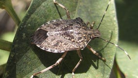 Worsening climate change could mean more stink bugs, study says