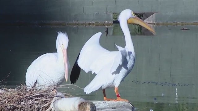 14 pelicans die at the Phoenix Zoo from the bird flu