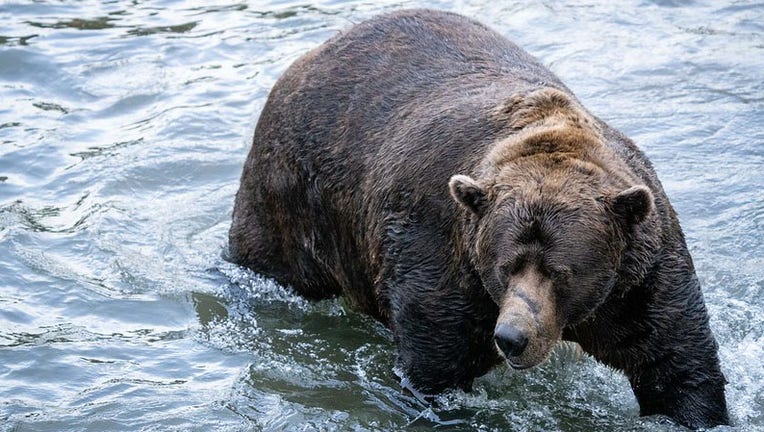 Fat Bear Week 2023 - Katmai National Park & Preserve (U.S. National Park Service)