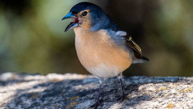 A chaffinch chirping. The common Canary chaffinch (Fringilla