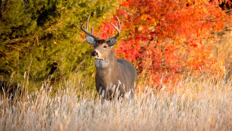 Powerful Male Whitetail Buck During Fall Rutting Season In Kansas