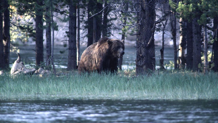 Adult grizzly bear roaming in Yellowston