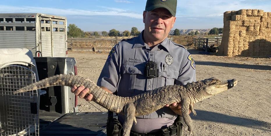 pillowfort alligator