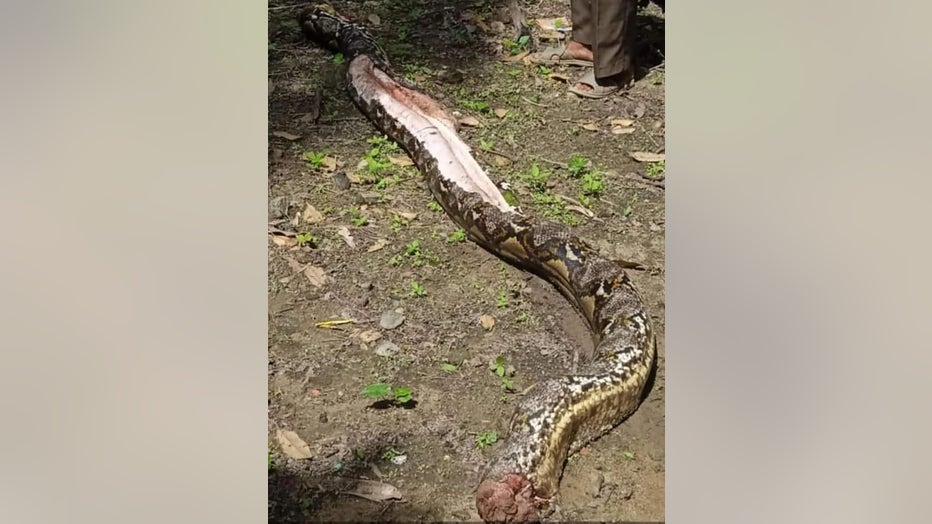 snakes eating people