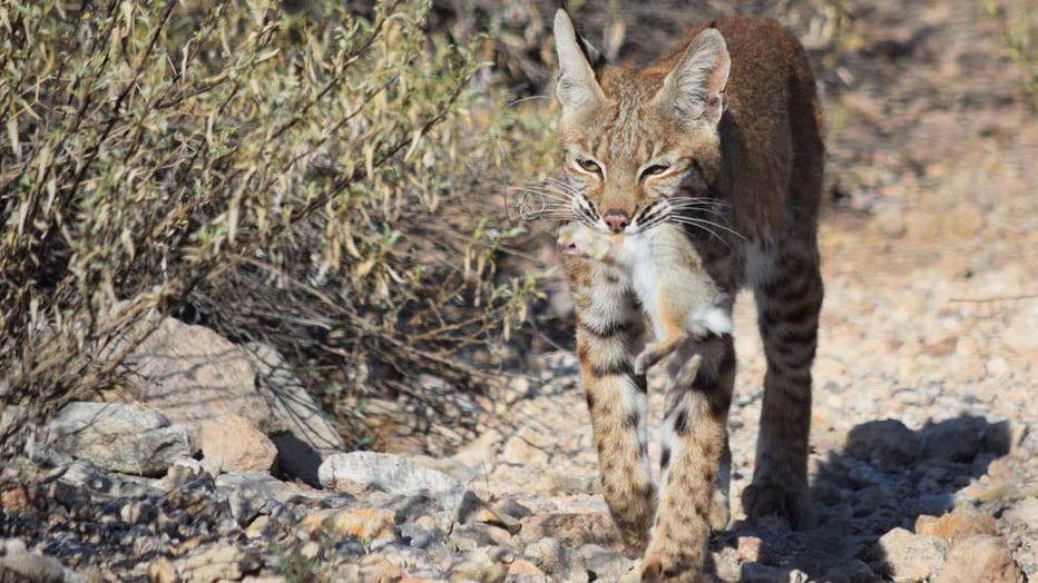 GAME FISH BOBCAT 2 COURTESY AZ GAME AND FISH DEPT