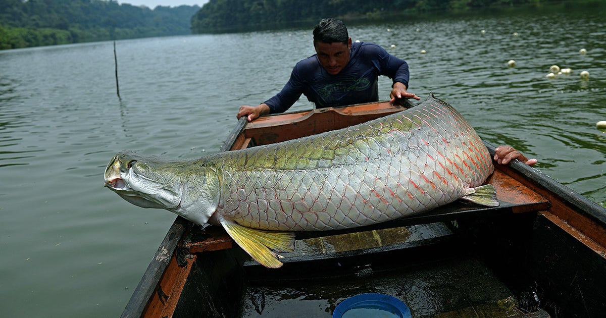 The Amazon's largest fish makes a comeback | FOX 10 Phoenix