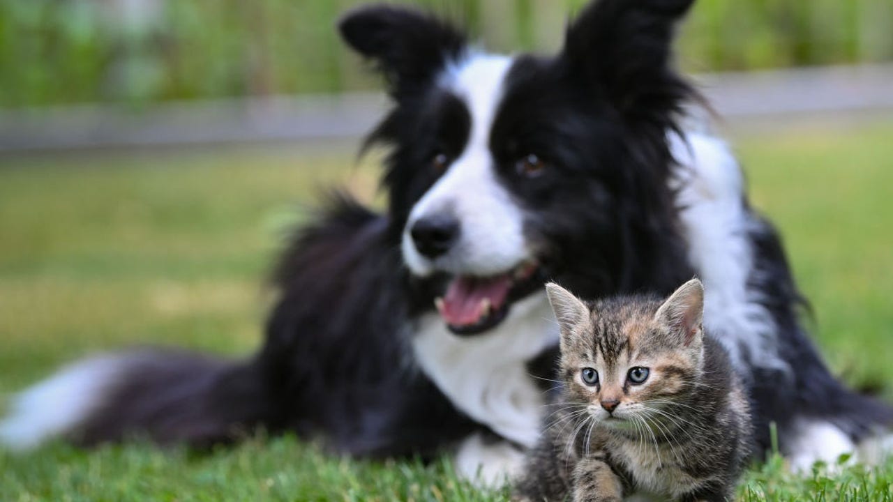 are collies safe with cats