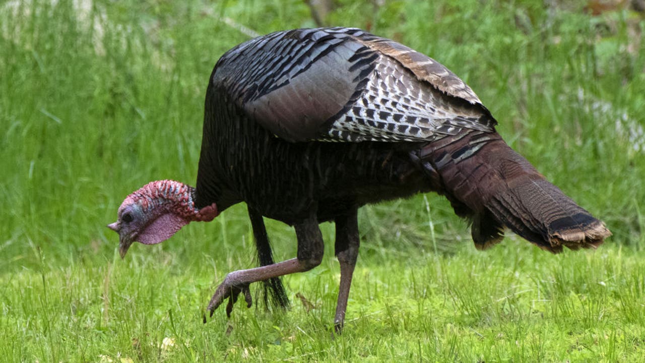 Wild turkey population exploding in Massachusetts