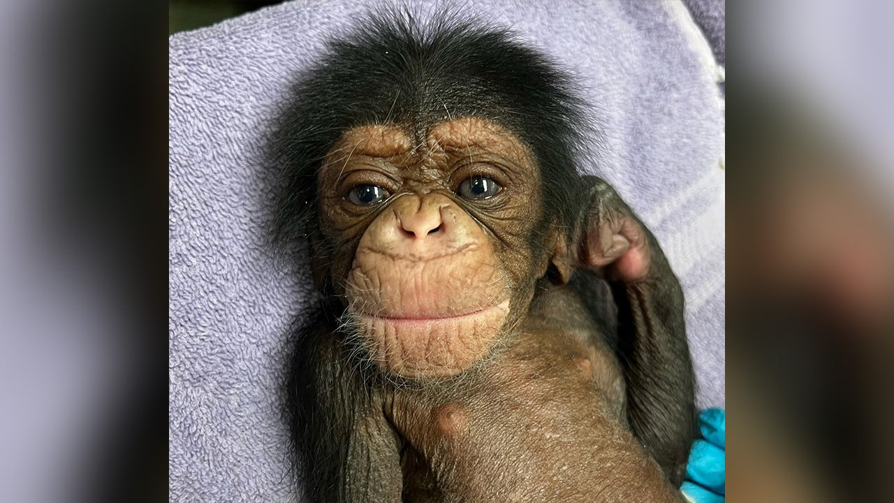 Tearjerking video Chimpanzee reunited with newborn baby after nearly 2-day separation