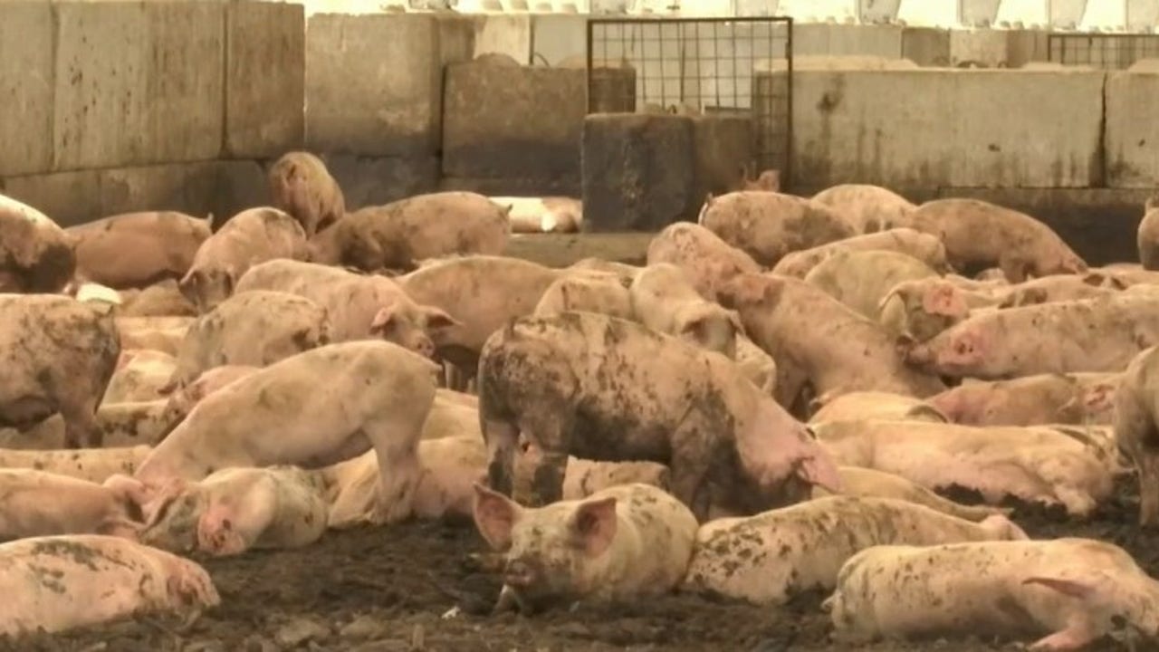 Las Vegas pigs once again dining on casino scraps after COVID-19 lockdown Las Vegas pigs once again dining on casino scraps after COVID-19 lockdown