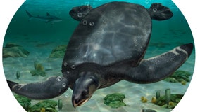 Fossil of car-sized sea turtle, likely one of the largest ever, unearthed in Spain