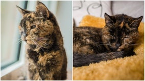 British feline, 27,  becomes ‘world’s oldest living cat’