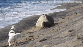 Man faces charges after video shows dog harassing endangered seal on Hawaii beach