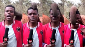 Hilarious video proves reporter's point about why elephants need our protection