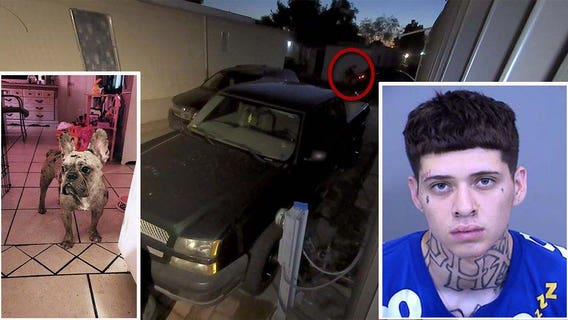 Glendale Police arrest man accused of stealing French Bulldog; dog reunited with owner