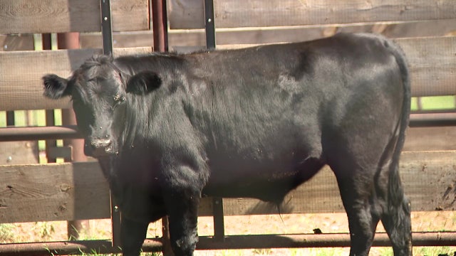 Impact of the megadrought: Arizona cattle ranchers slashing herds to cut costs