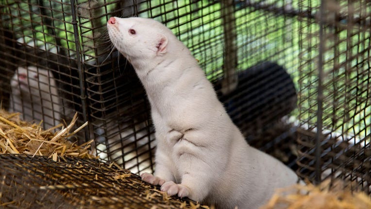 a29f332d-Disaster In Denmark As Covid-19 Mutation Detected On Mink Farms