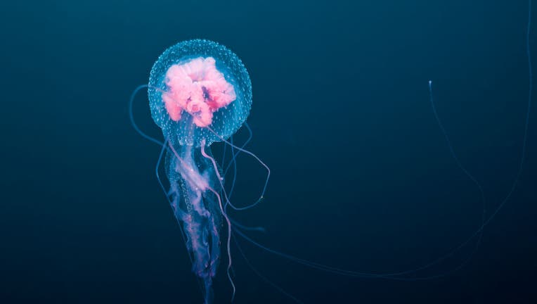 Luminscent Jellyfish, Pelagia noctiluca, Florida Islands, Solomon Islands