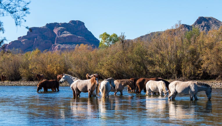 Sun's out, horses out! Thanks Jac Whitmire for sharing this nice photo with us all!