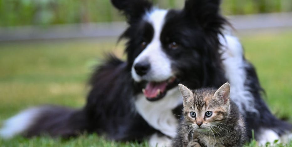 These Are the Most Popular Names for Dogs and Cats - Parade Pets