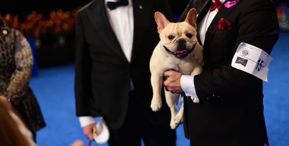 PETA blasts 'shameful' National Dog Show whose best-in-show winner is owned  by NFL player